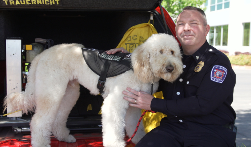 ROG the animal therapy labradoodle dog with a fire chief